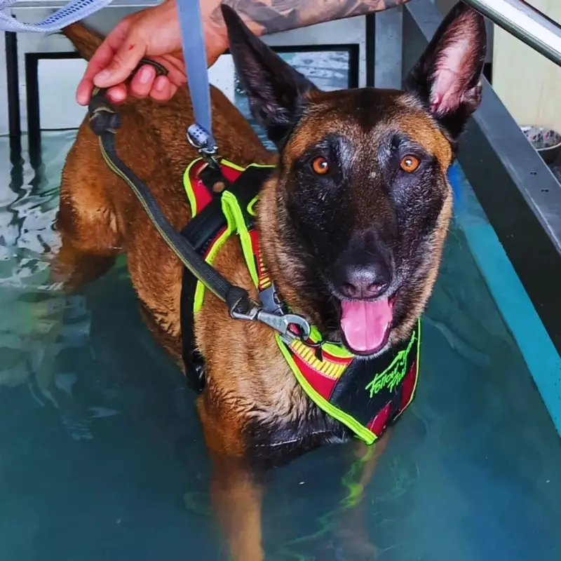 k9 hondenbewaking